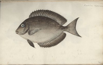 Chaetodon nigricans de Friedrich August Kruger